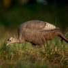 Dave Smith Decoys | Feeding Hen Turkey Decoy 1