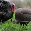 Dave Smith Decoys | Feeding Hen Turkey Decoy 2