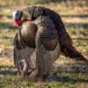 Dave Smith Decoys | Breeding Pair Turkey Decoys 2