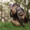 Dave Smith Decoys | Leading Hen Turkey Decoy 2