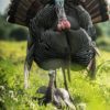 Dave Smith Decoys | Mating Hen Turkey Decoy 1