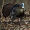 Dave Smith Decoys | Mating Hen Turkey Decoy 3