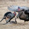 Dave Smith Decoys | Mating Motion Pair 4