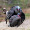 Dave Smith Decoys | Breeding Pair Turkey Decoys 1